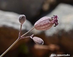 Silene variegata
