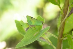Cyanophrys herodotus