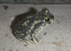 Scaphiopus