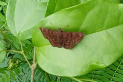 Pellicia