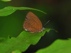 Arhopala antimuta