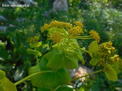 Smyrnium perfoliatum rotundifolium