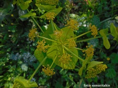 Smyrnium perfoliatum rotundifolium