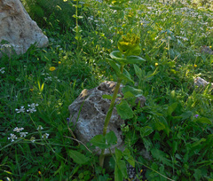 Smyrnium perfoliatum rotundifolium