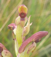 Disa brevicornis