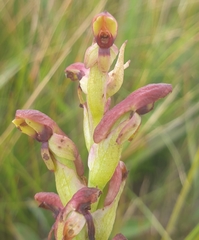 Disa brevicornis