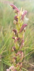 Disa brevicornis