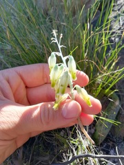 Lachenalia vanzyliae