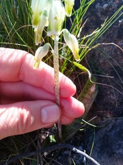 Lachenalia vanzyliae
