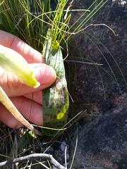 Lachenalia vanzyliae