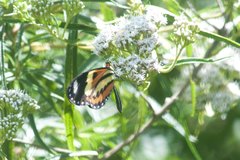 Heliconius ethilla narcaea
