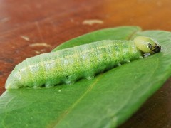 Lepidoptera