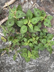 Amaranthus tricolor