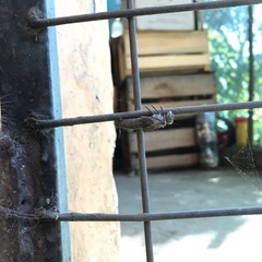 Odonata