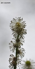 Sparganium erectum neglectum