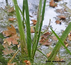 Sparganium erectum neglectum