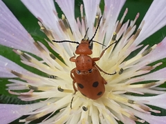 Leptopalpus rostratus