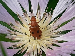 Leptopalpus rostratus