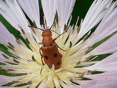 Leptopalpus rostratus