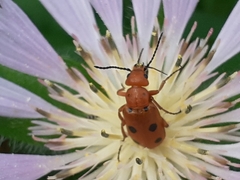 Leptopalpus rostratus