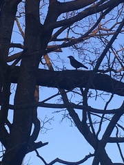Corvus monedula