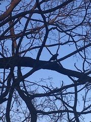 Corvus monedula