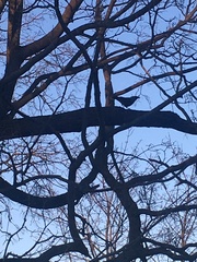 Corvus monedula