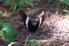 Siproeta epaphus trayja