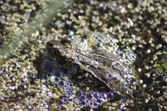 Rana amurensis