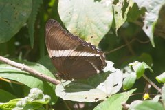 Siproeta epaphus trayja
