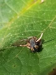 Ophiocordyceps dipterigena