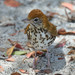 Wood Thrush - Photo (c) Russ Hoverman, some rights reserved (CC BY-NC)