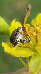 Penthobruchus germaini