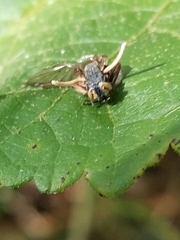 Ophiocordyceps dipterigena