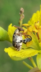 Penthobruchus germaini