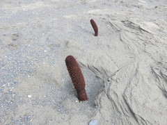 Cynomorium coccineum