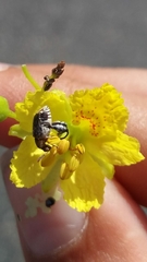 Penthobruchus germaini