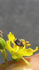 Penthobruchus germaini