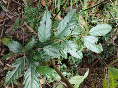 Rubus pyrifolius
