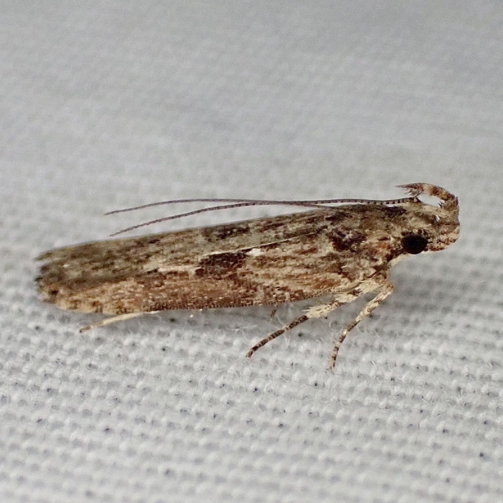 Prostomeus brunneus