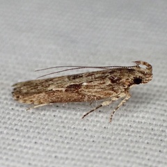 Prostomeus brunneus