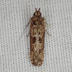 Prostomeus brunneus