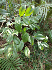 Symplocos macrostroma