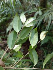 Symplocos macrostroma