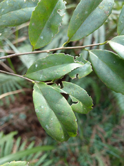 Symplocos macrostroma