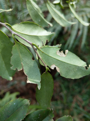 Symplocos macrostroma