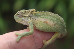 Bradypodion thamnobates