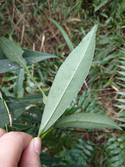 Symplocos wikstroemiifolia