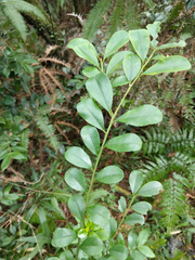 Ilex maximowicziana