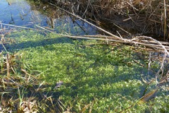 Callitriche hamulata